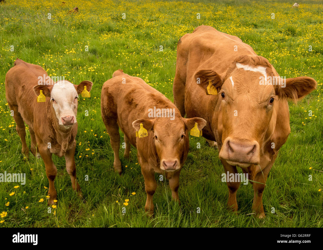 Cow and calves in field Stock Photo