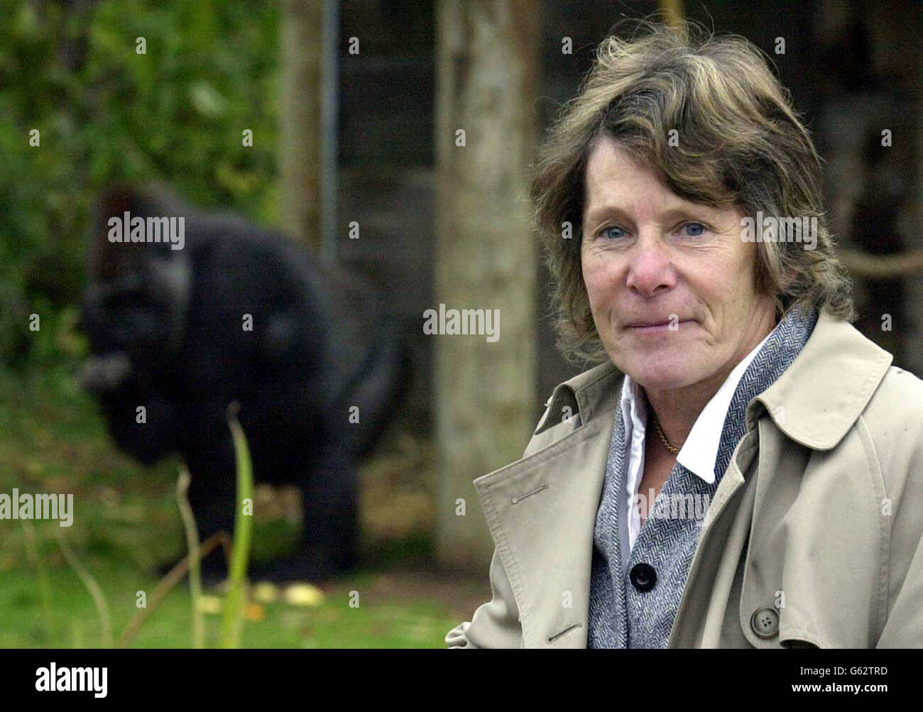 Jenny Watts, a medical ophthalmologist who performed the cataract operations on Romina, a 21-year-old lowland gorilla who for the first time in her life she can now see clearly, Bristol Zoo in the west of England announced. *...Romina, was born with congenital cataracts, may now be willing to mate with 18-year-old Bongo, the zoo hopes. In April, Romina became the first adult gorilla in Europe to have one of her cataracts removed and replaced with a silicon lens in an operation lasting two hours. Stock Photo
