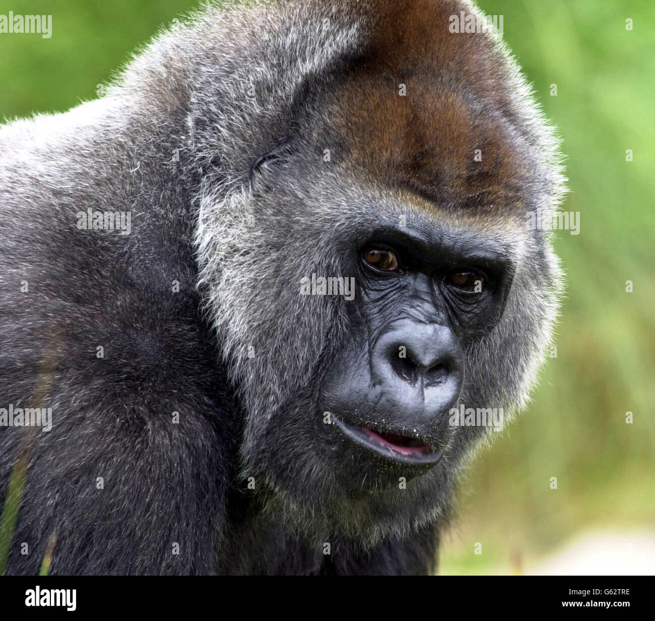 Romina (top), A Female Western Lowland Gorilla Who's Had A Cataract 