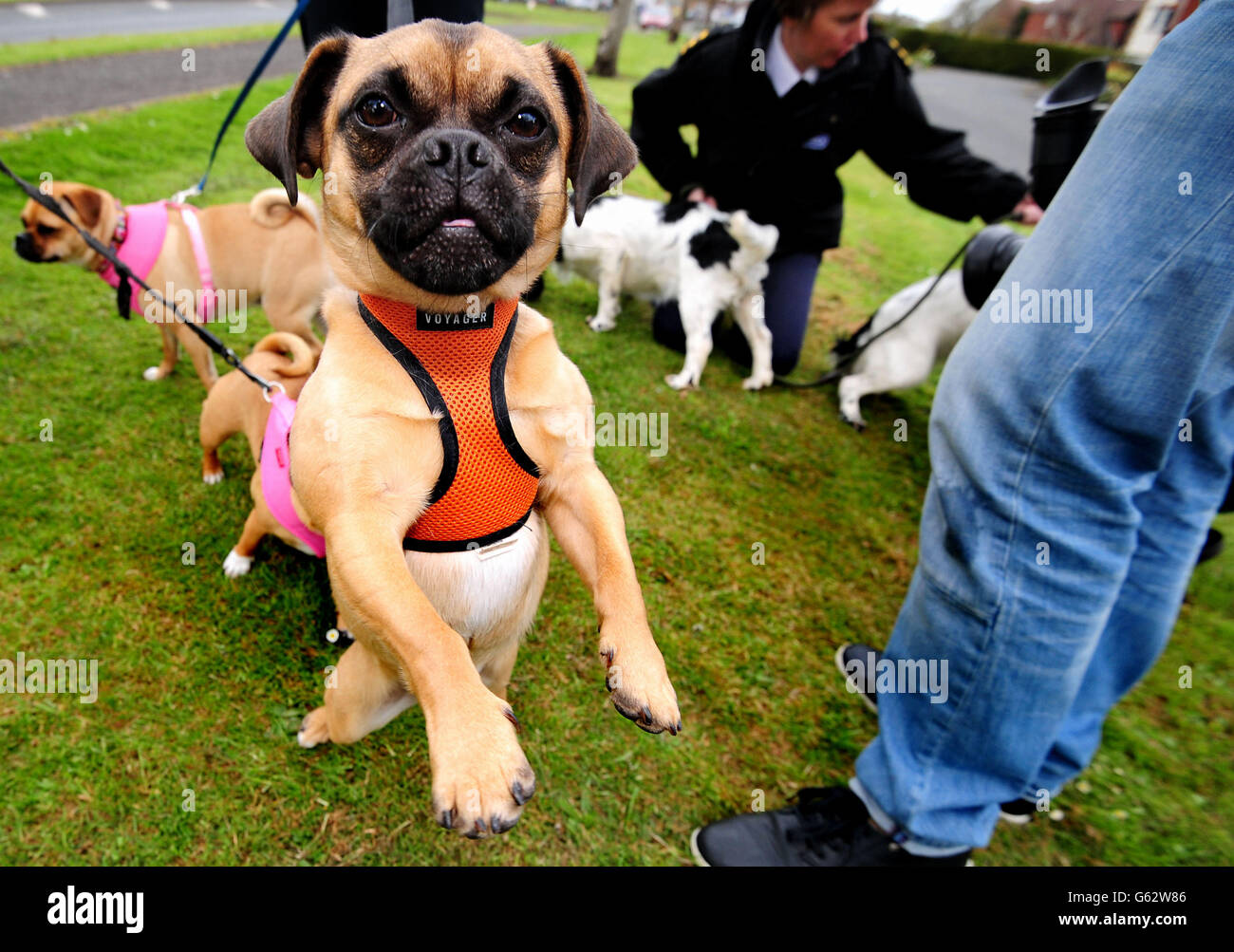 Pug cross hi-res stock photography and images - Alamy