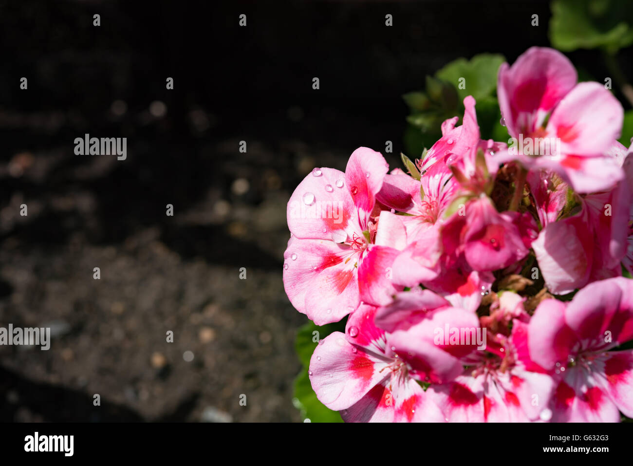Pink Flowers with natural background Stock Photo - Alamy