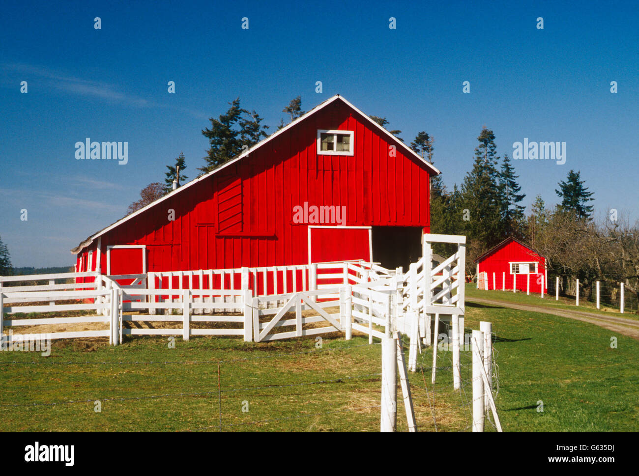 BRIGHT RED BARN, CHARLES W. WILSON RANCH; DAIRY & BEEF CATTLE, NEAR SEQUIM, WASHINGTON, USA Stock Photo