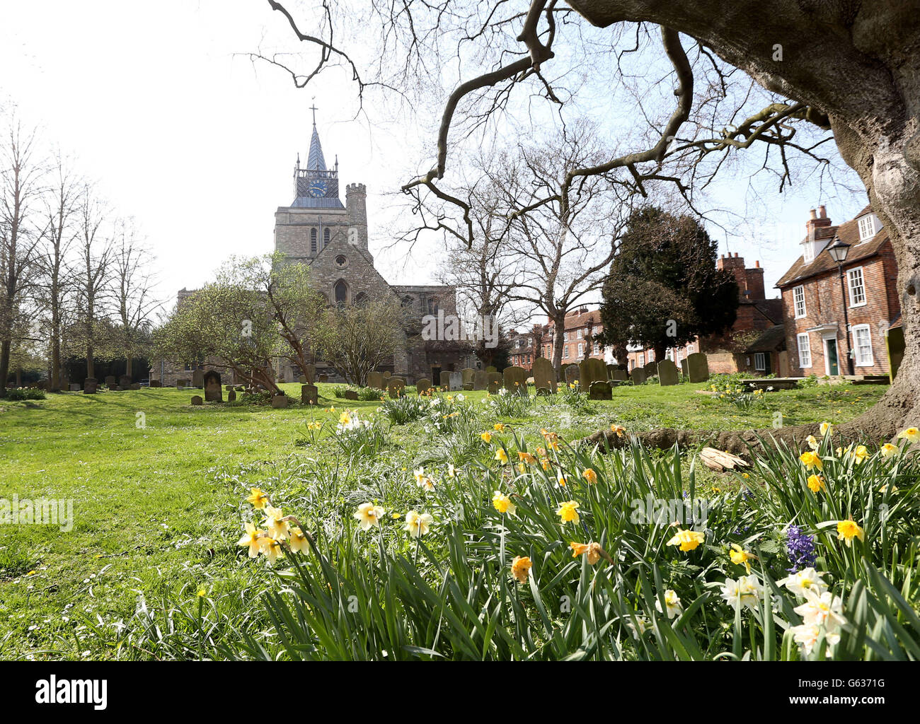 St Mary the Virgin church in Aylesbury, Buckinghamshire, where a man found a human ear was found yesterday while walking his dog in the graveyard. Stock Photo