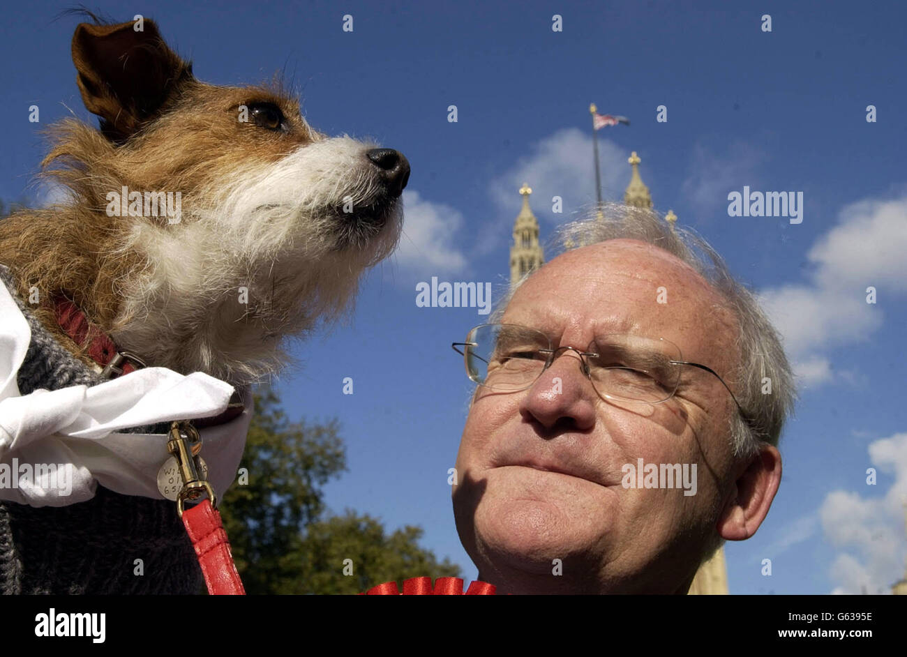 Six year old jack russell who won years westminster dog year