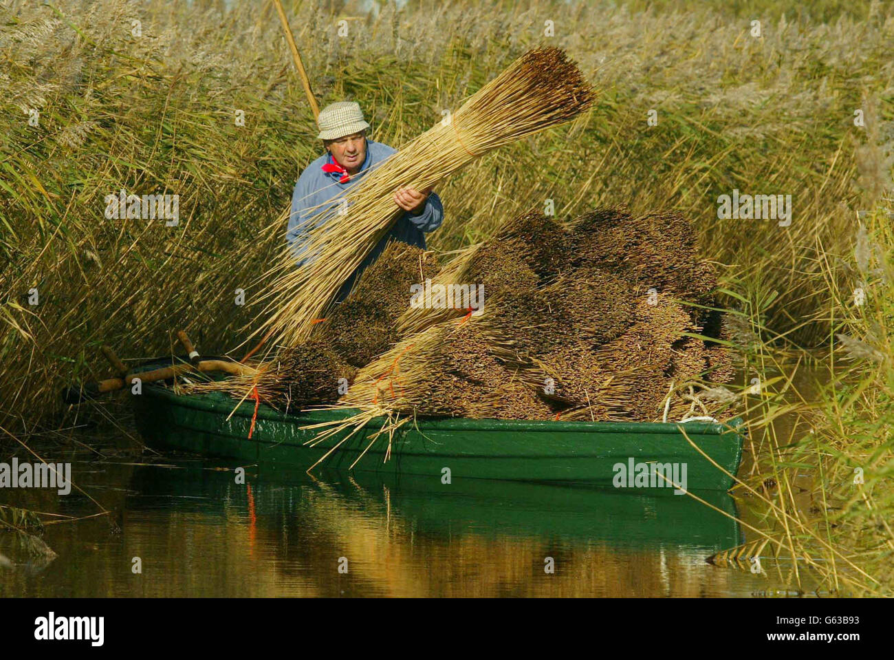 Reed cutting Eric Edwards Stock Photo 107024879 Alamy