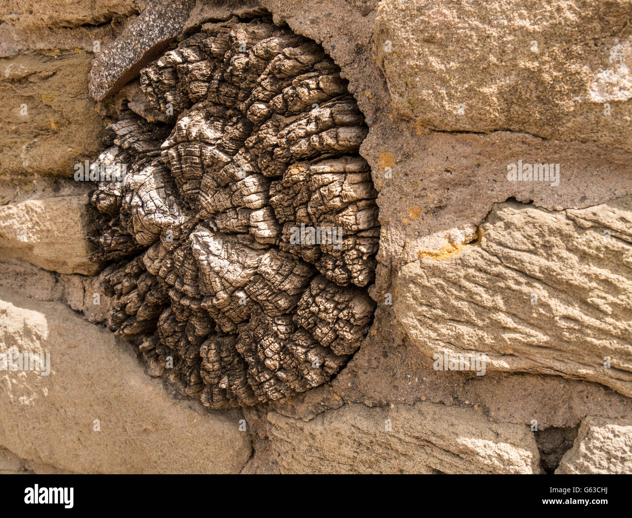 Outside wall beam, Aztec Ruins National Monument, Aztec, New Mexico Stock Photo