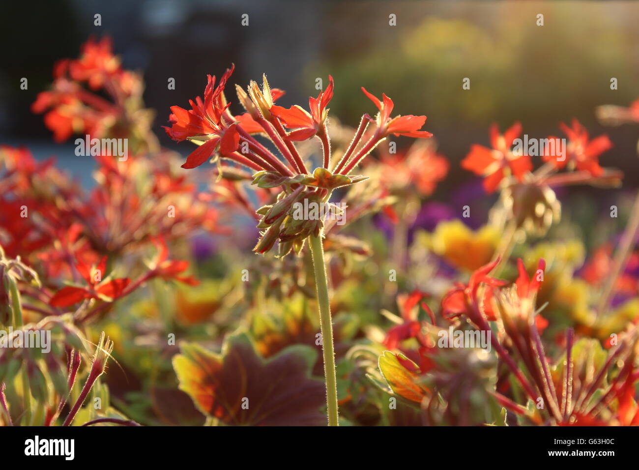 Close-up patch of colorful flowers in the sunlight. Stock Photo