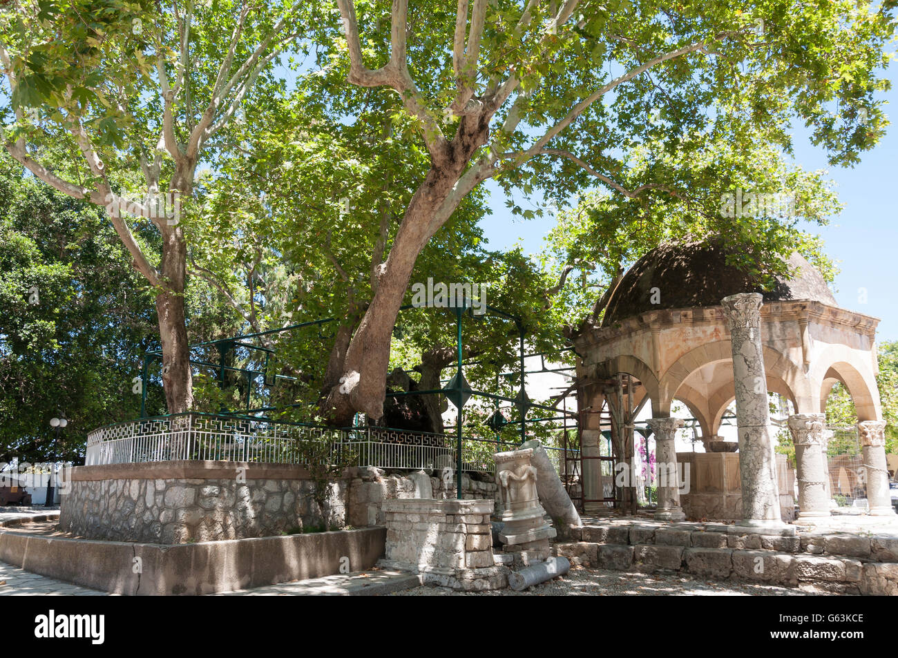 The Tree of Hippocrates, Kos Town, Kos (Cos), The Dodecanese, South Aegean Region, Greece Stock Photo
