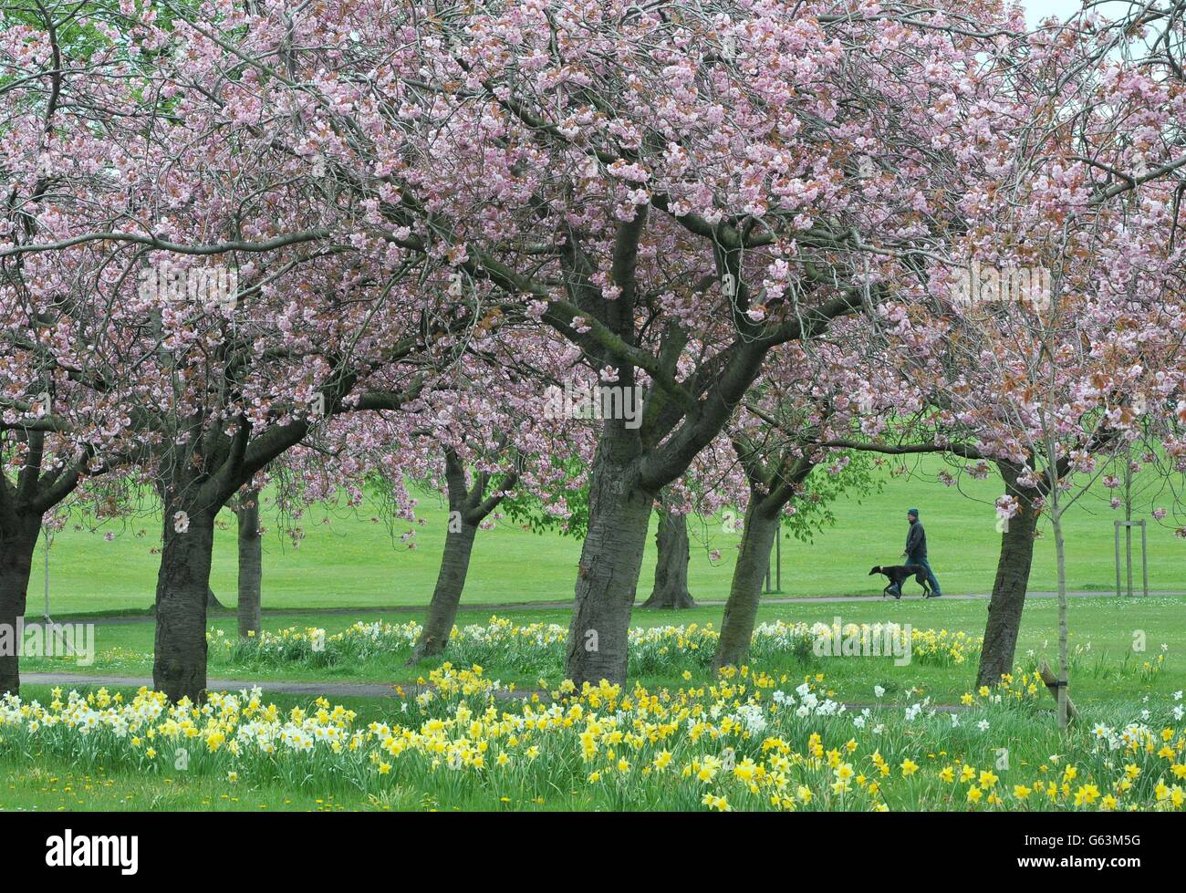 A dog walker makes his way under a canopy of cherry blossoms on The
