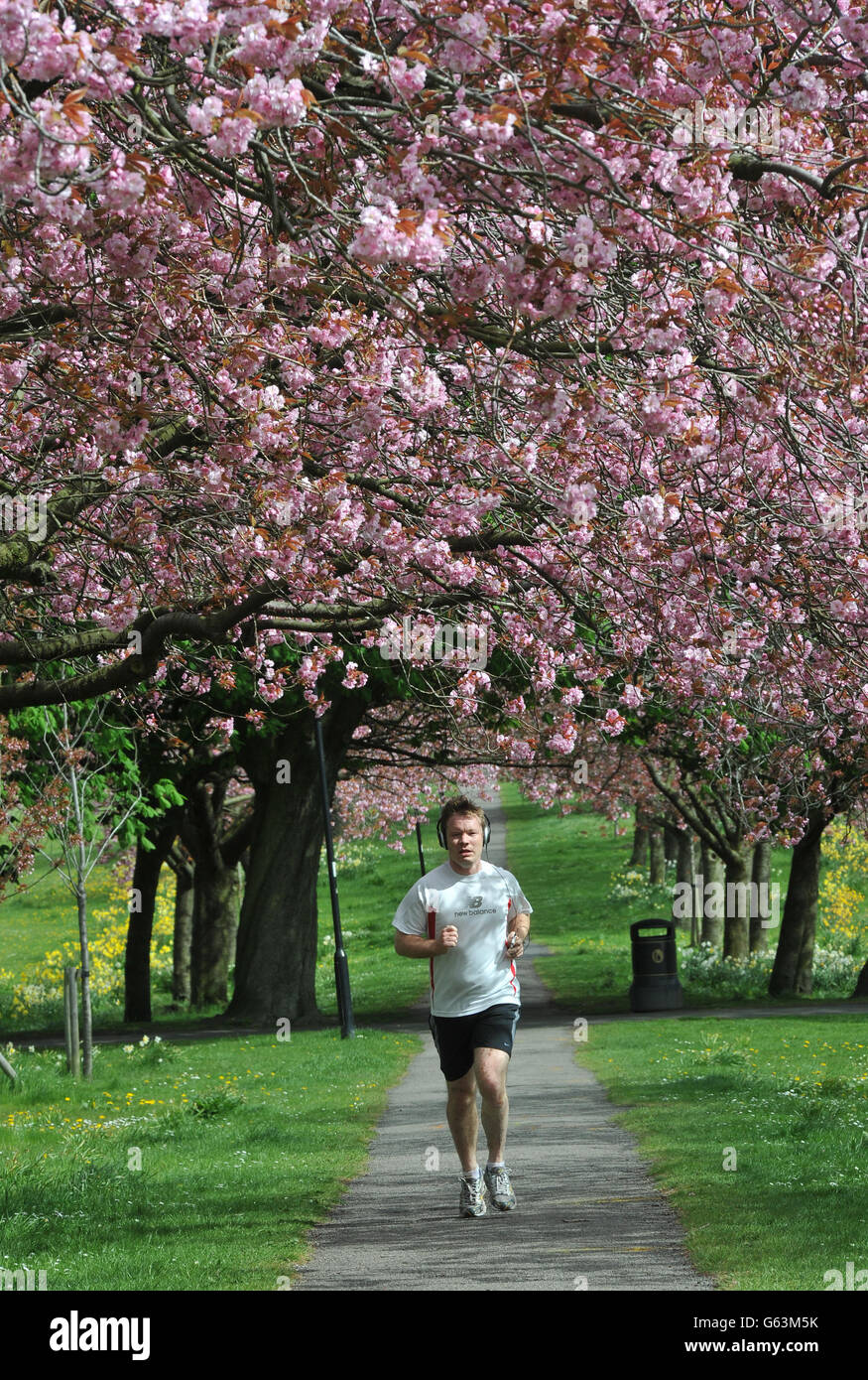 A jogger makes his way under a canopy of cherry blossoms on The Stray in Harrogate, North Yorkshire. Stock Photo