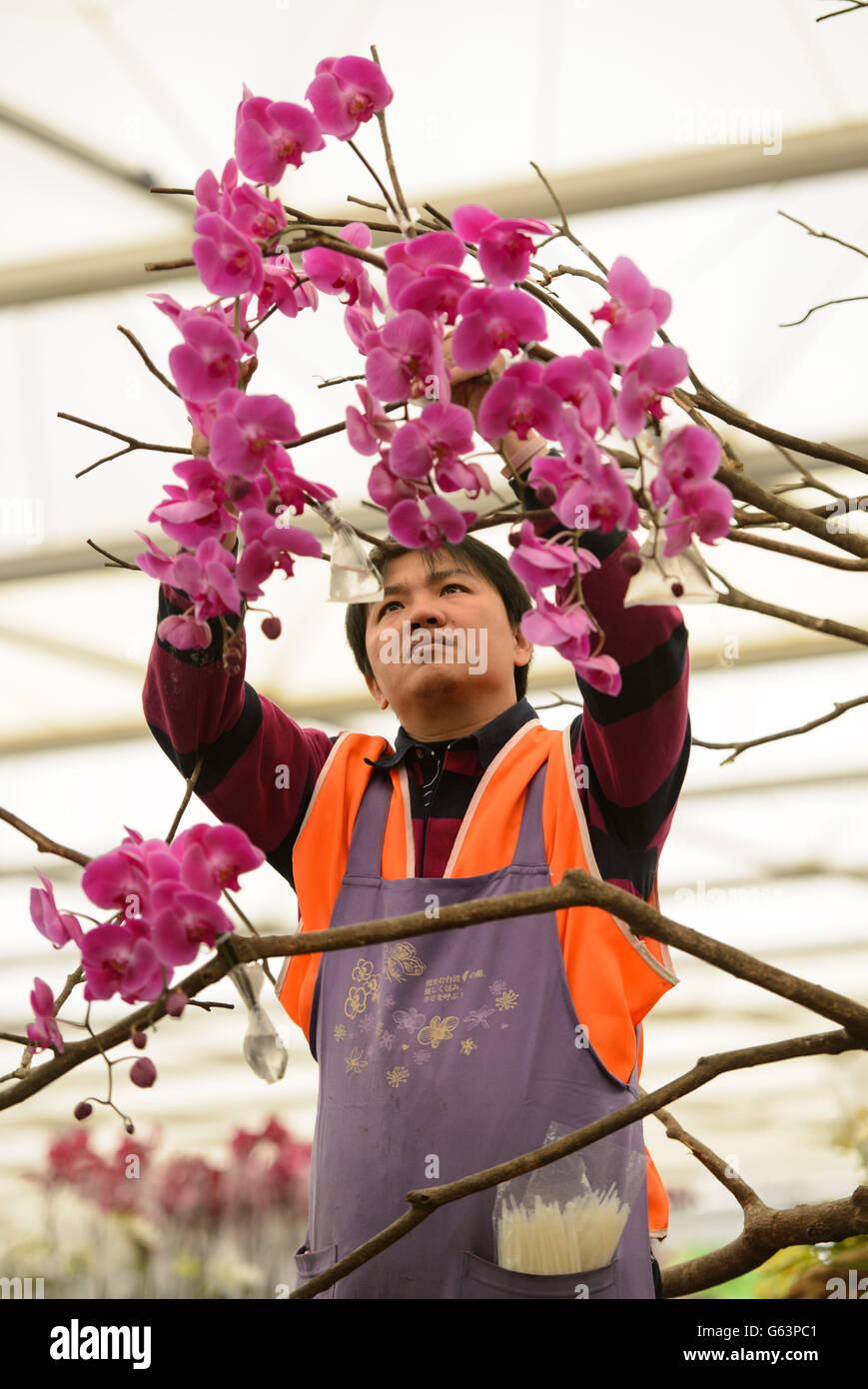 Chi-Liang Liu works to prepare the Taiwan Orchid Growers Association ...