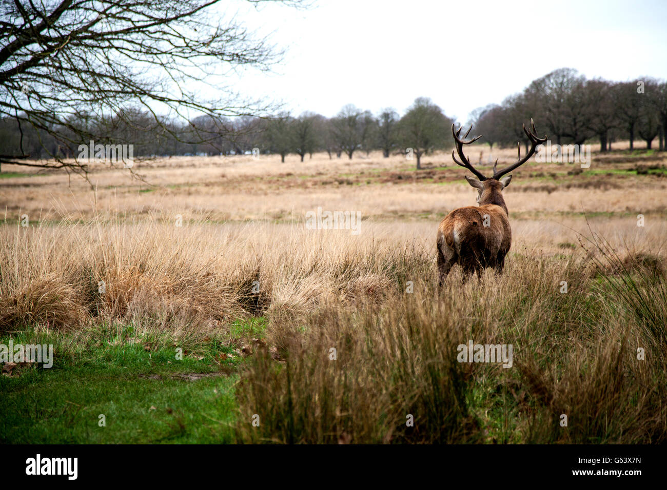 Deer in a park Stock Photo