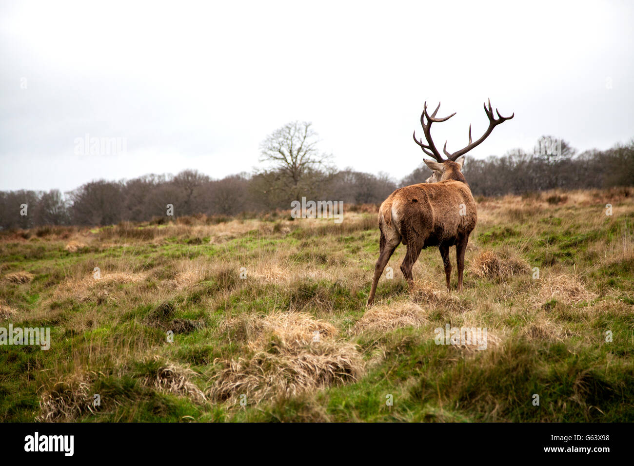 deer in the park Stock Photo