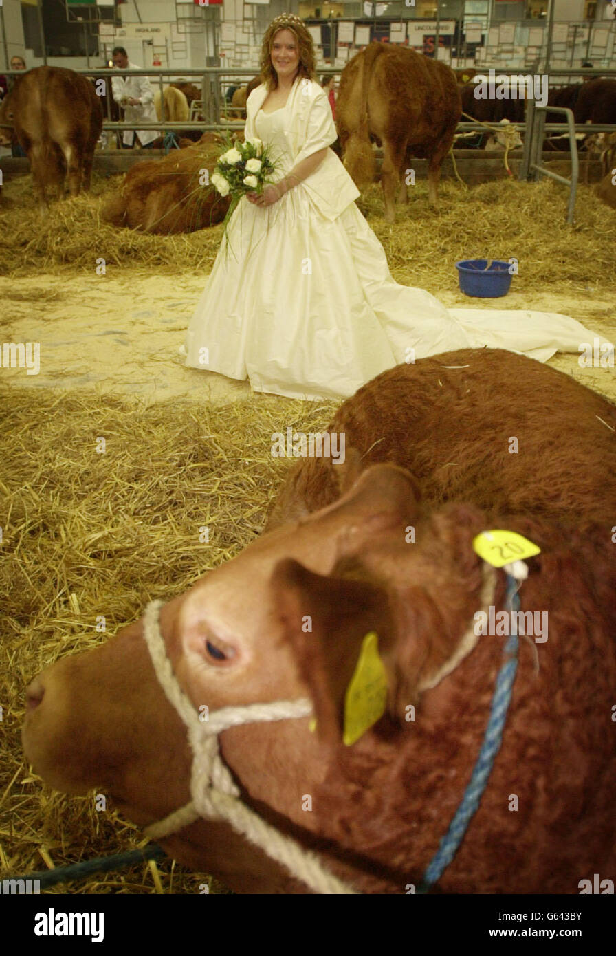 Cattle bride wedding dress cow agriculture hires stock photography and