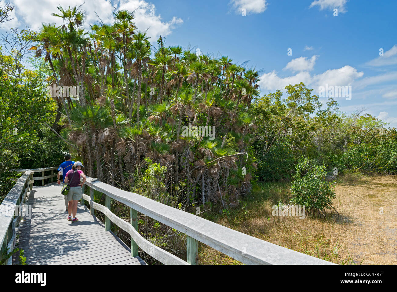 Everglades mahogany hammock boardwalk hires stock photography and