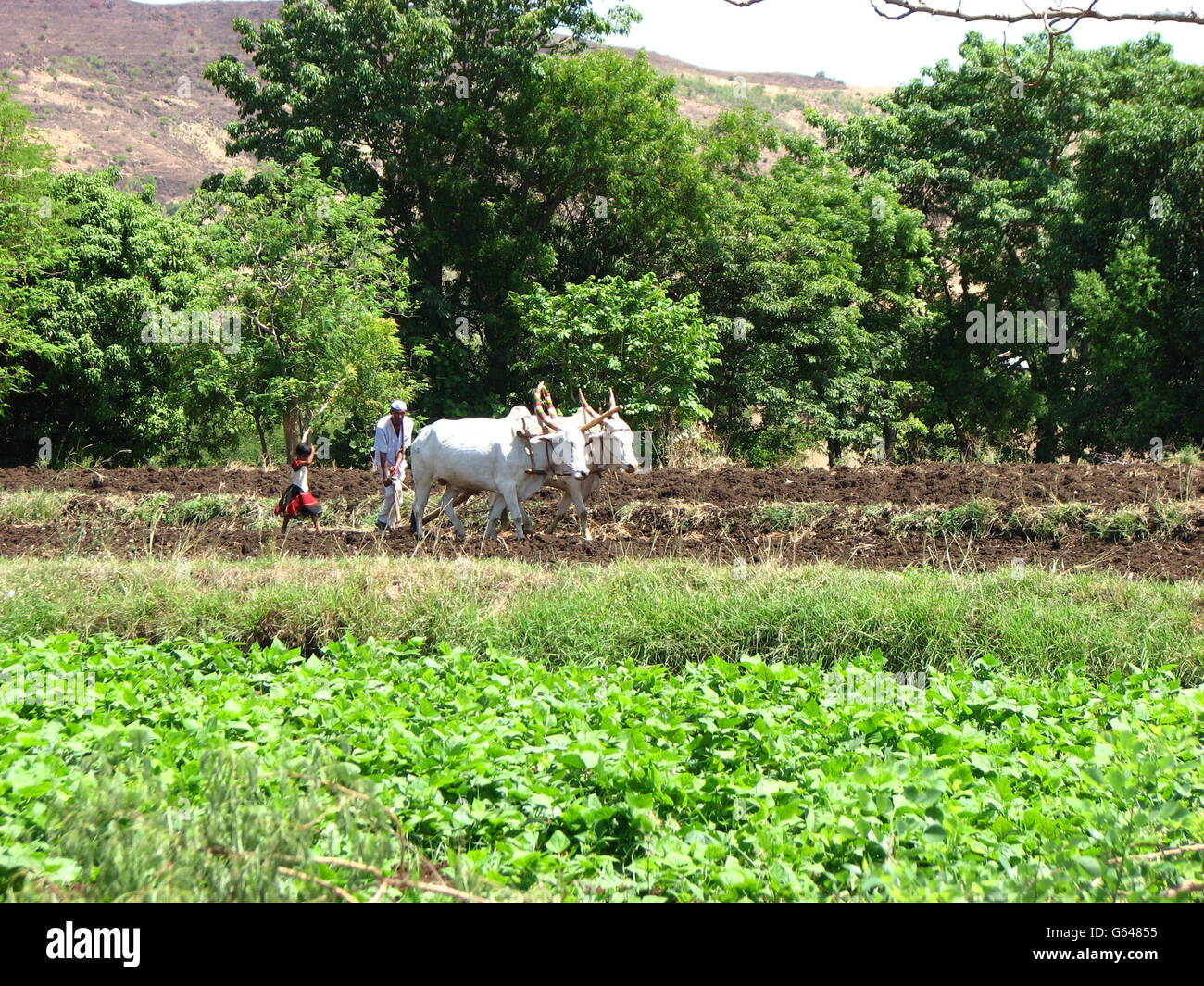 Indian farmer ploughing his field Stock Photo - Alamy