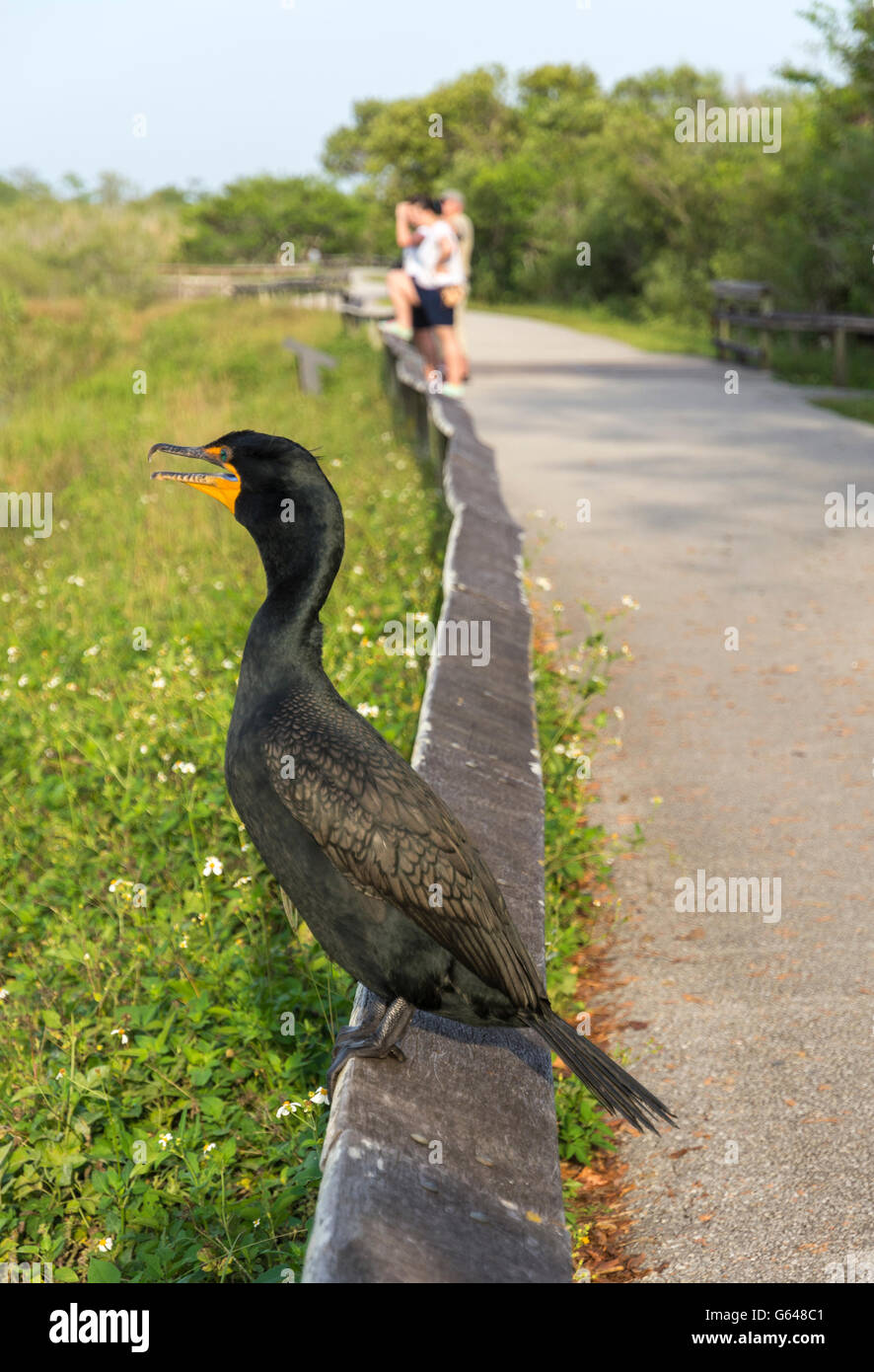 Florida, Everglades National Park, Anhinga Trail, Double-crested cormorant (Phalacrocorax auritus) Stock Photo