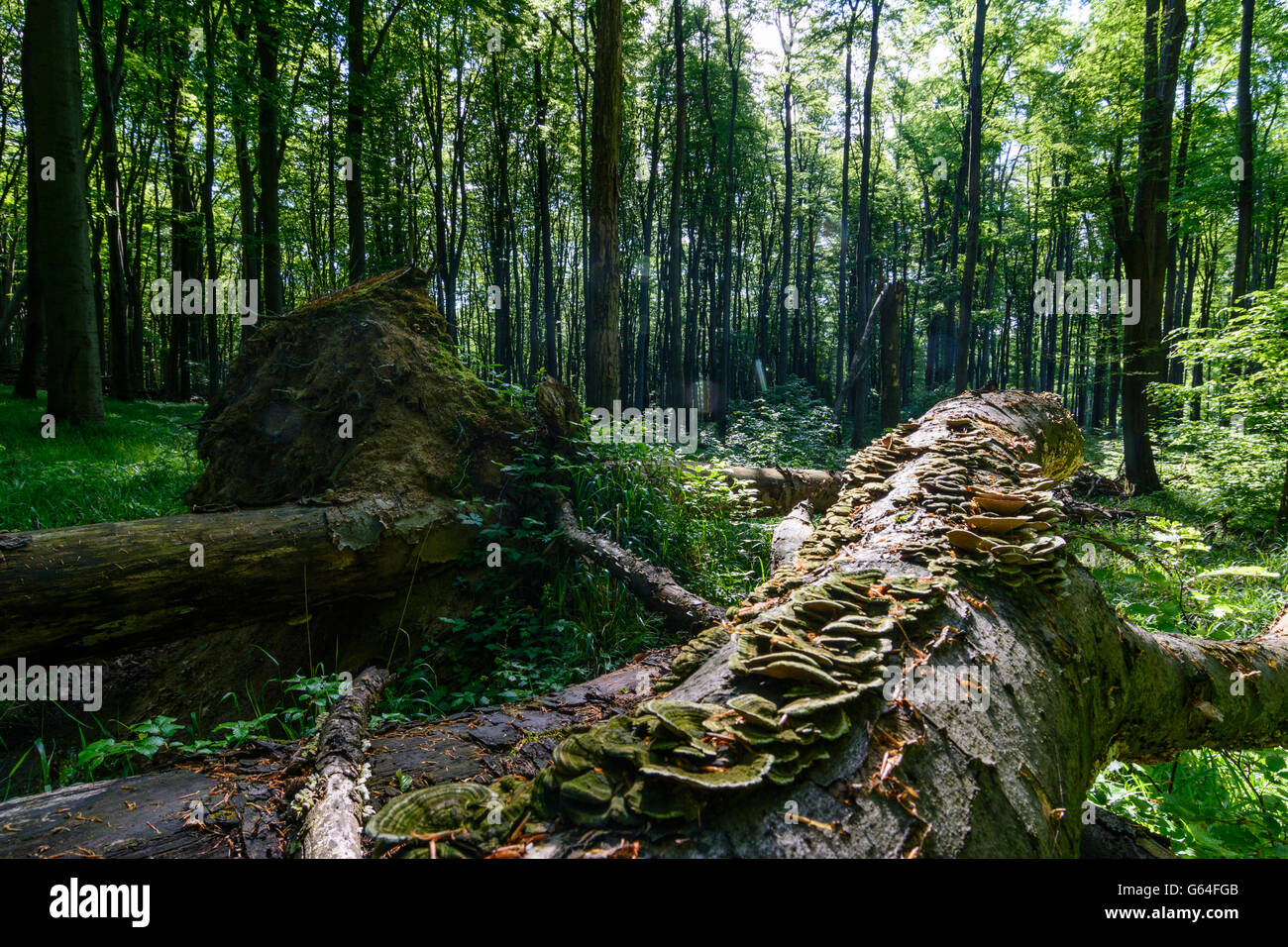 fallen beech (Fagus sylvatica ) , which is no longer eliminated and is part of a primeval forest in the Vienna Woods Biosphere R Stock Photo