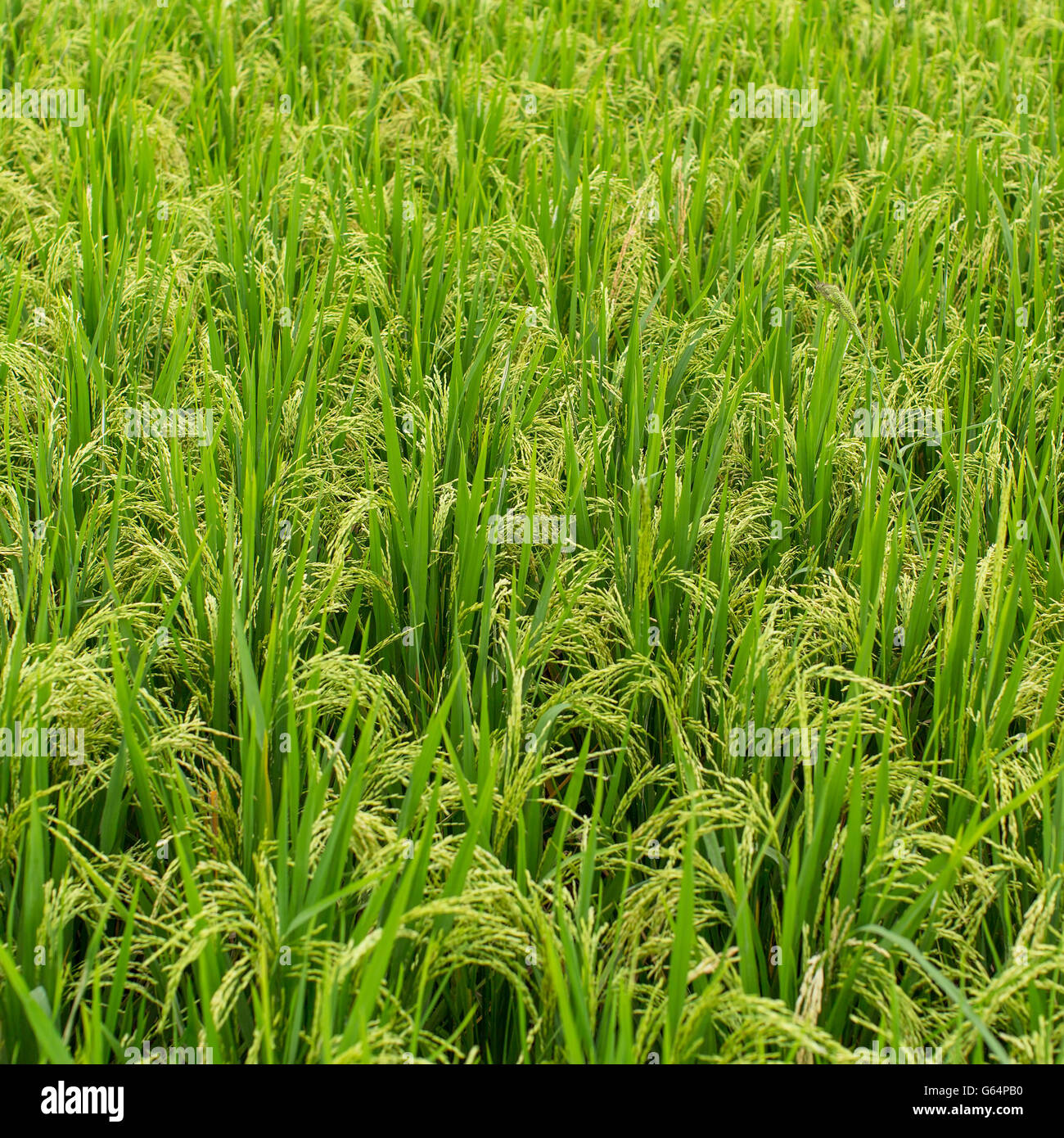 Basmati rice growing hi-res stock photography and images - Alamy
