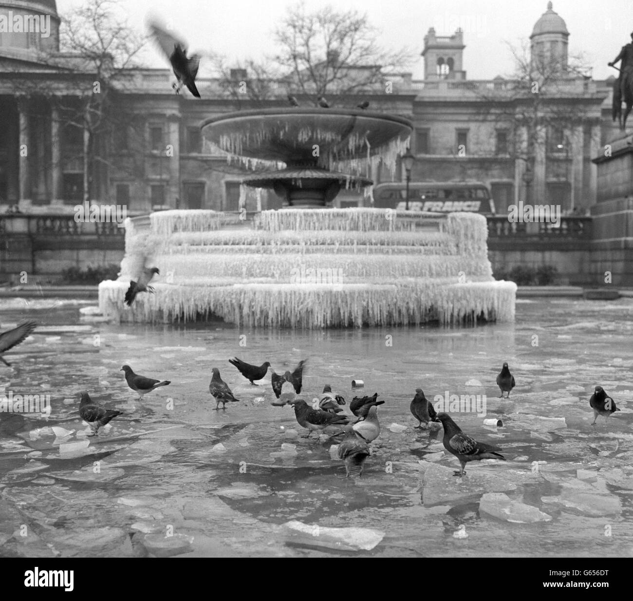 Pigeons swim in the ice of a lifeless fountain at Nelson's Column, which is idle due to the electricity economy plea. Stock Photo
