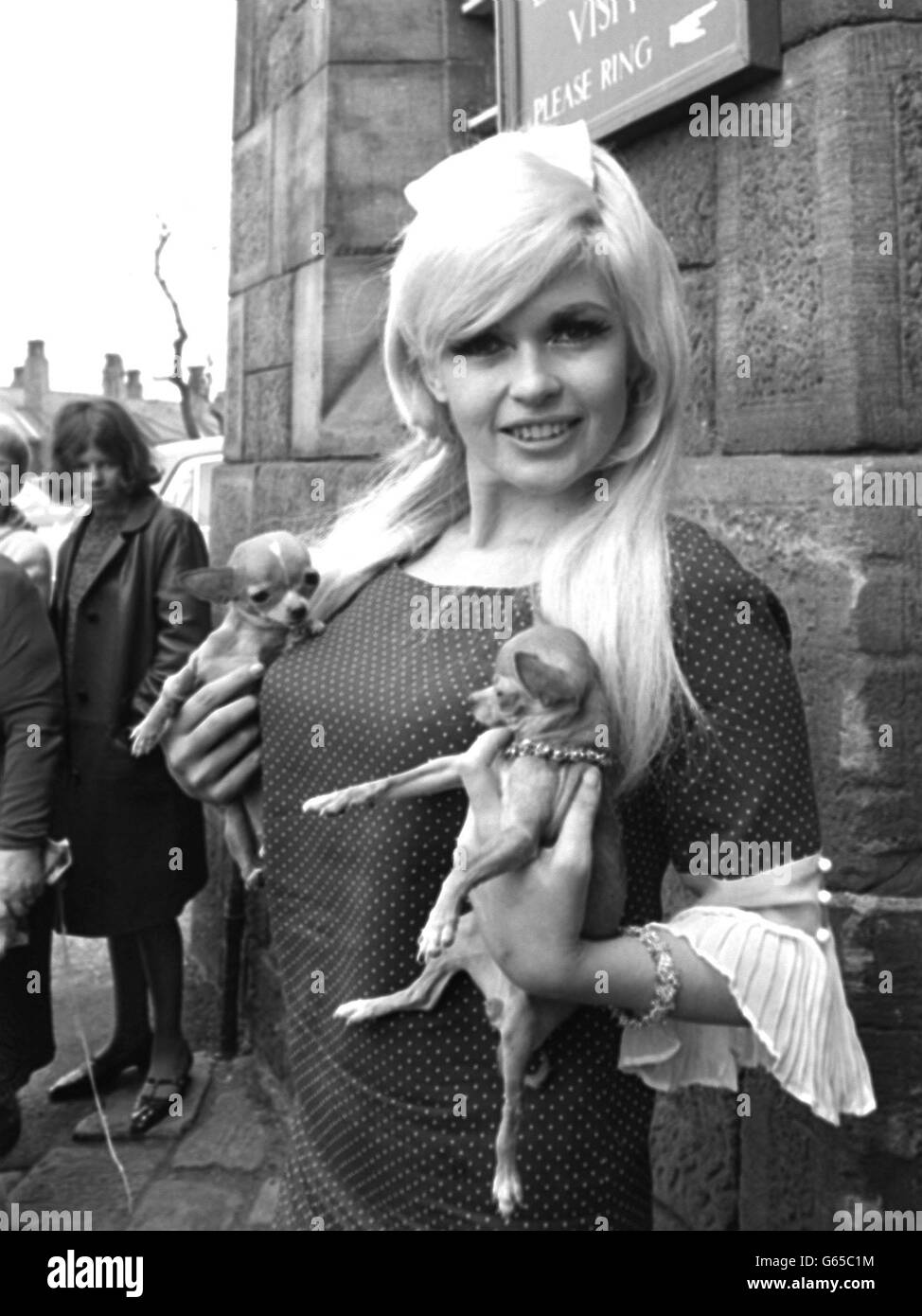 American actress jayne mansfield with chihuahuas outside armley prison ...
