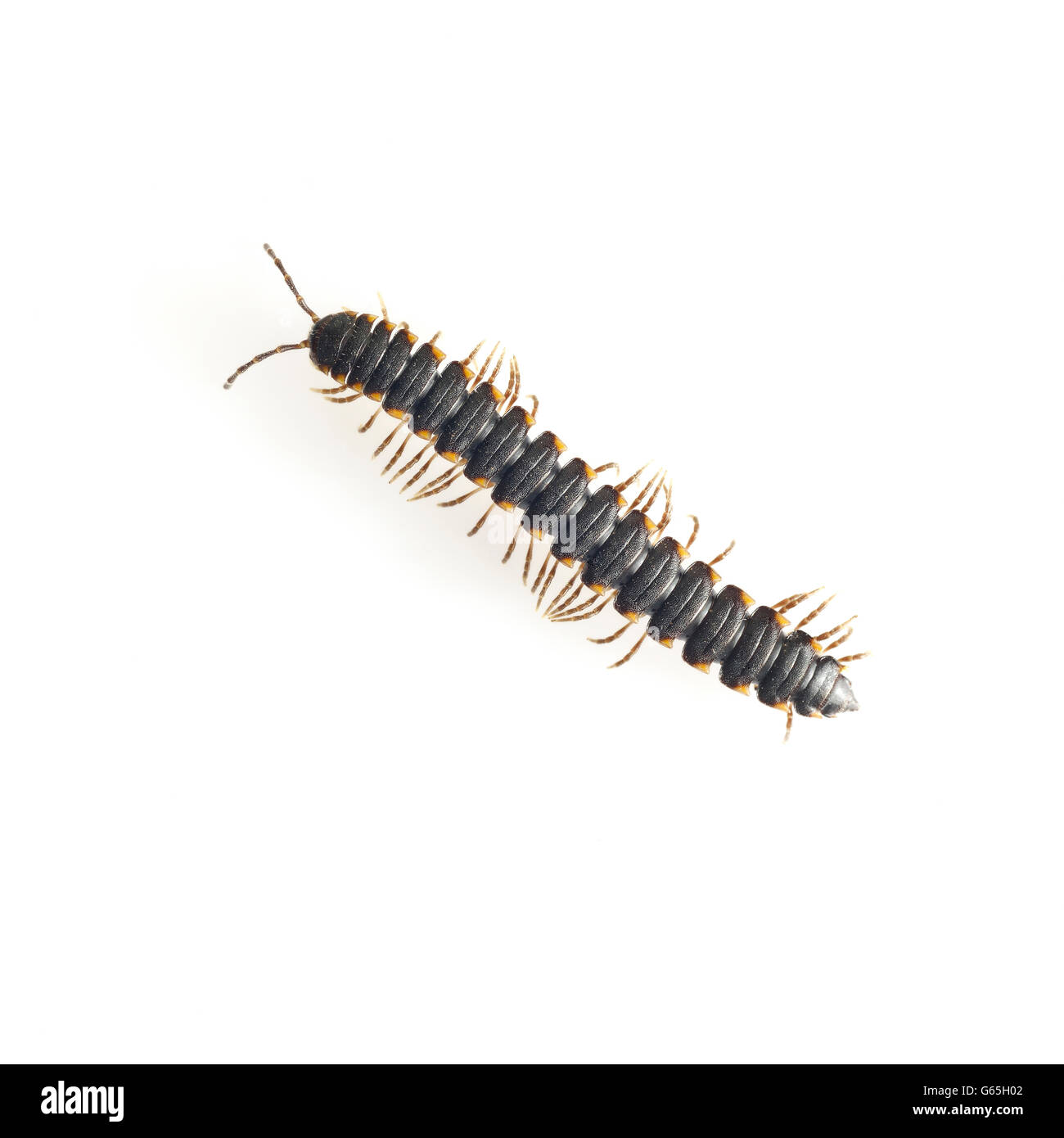 Centipede on White Background Stock Photo