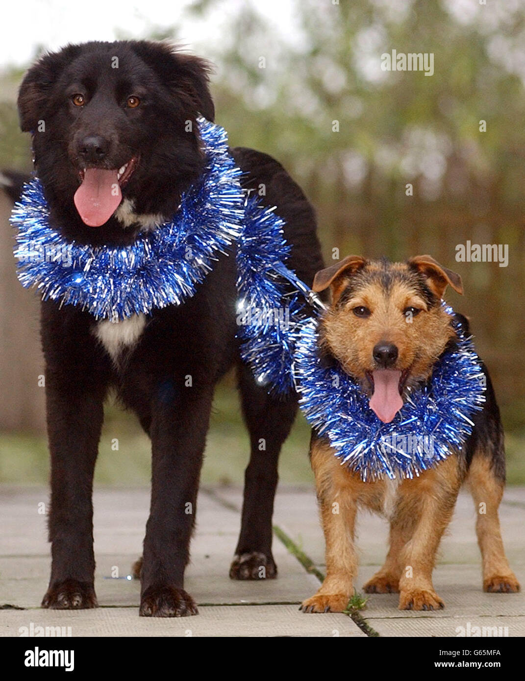 Battersea Dogs Home Stock Photo Alamy