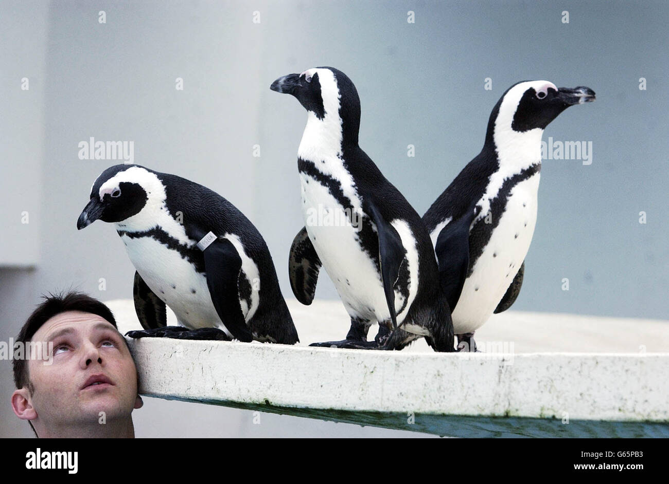 London Zoo Penguins Stocktaking Stock Photo Alamy
