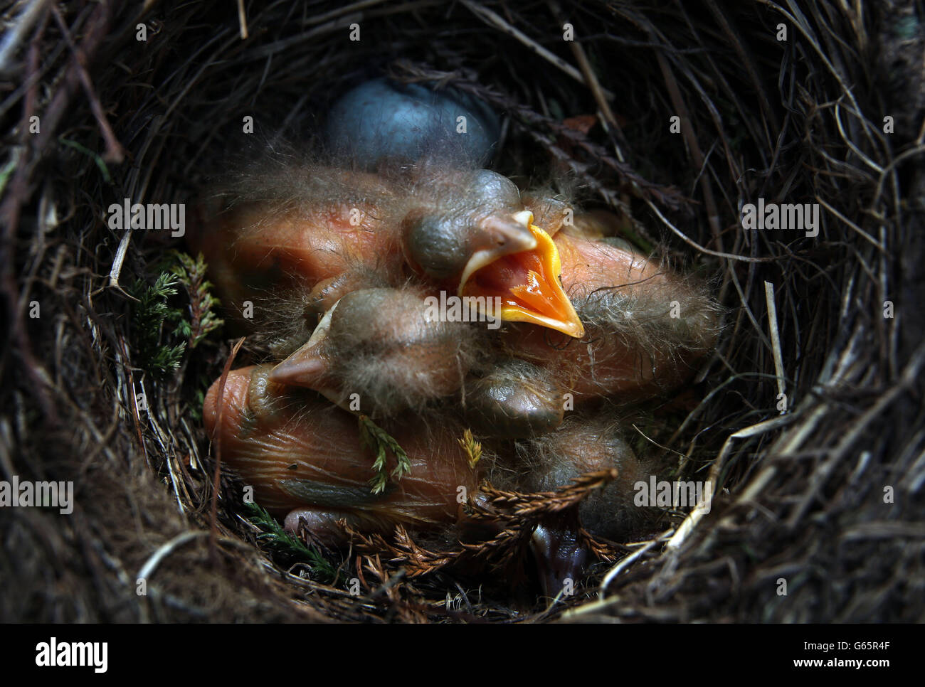 Young blackbirds wait for food in their nest in Peebles, Scotland. Stock Photo