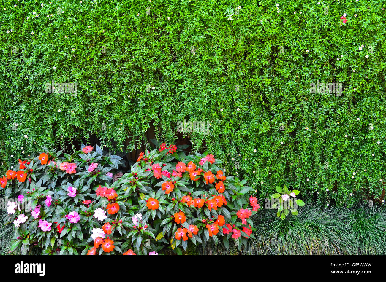 Colorful flower - Stock Image Stock Photo - Alamy