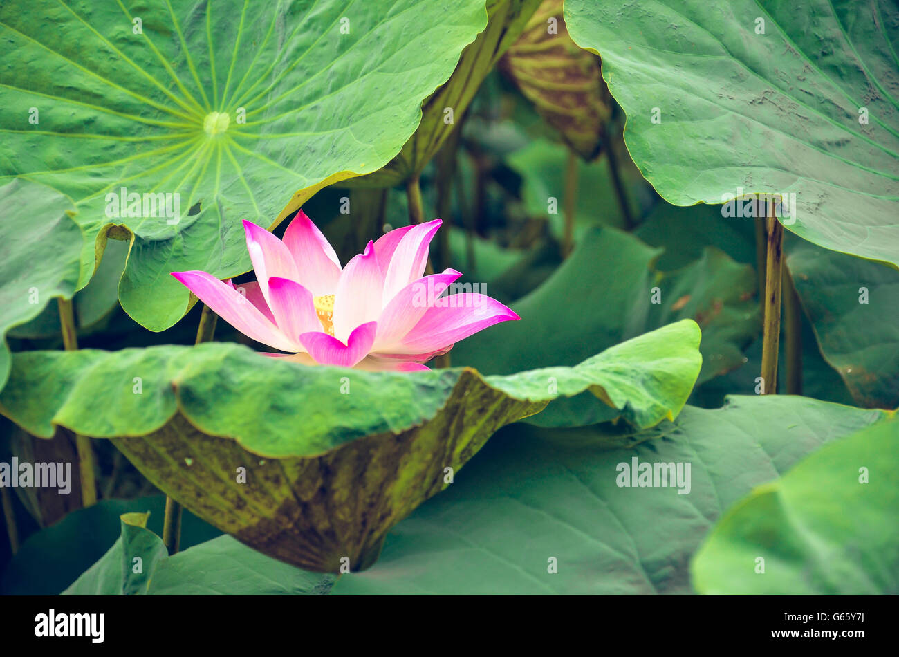Lotus flower and Lotus flower plants Stock Photo Alamy