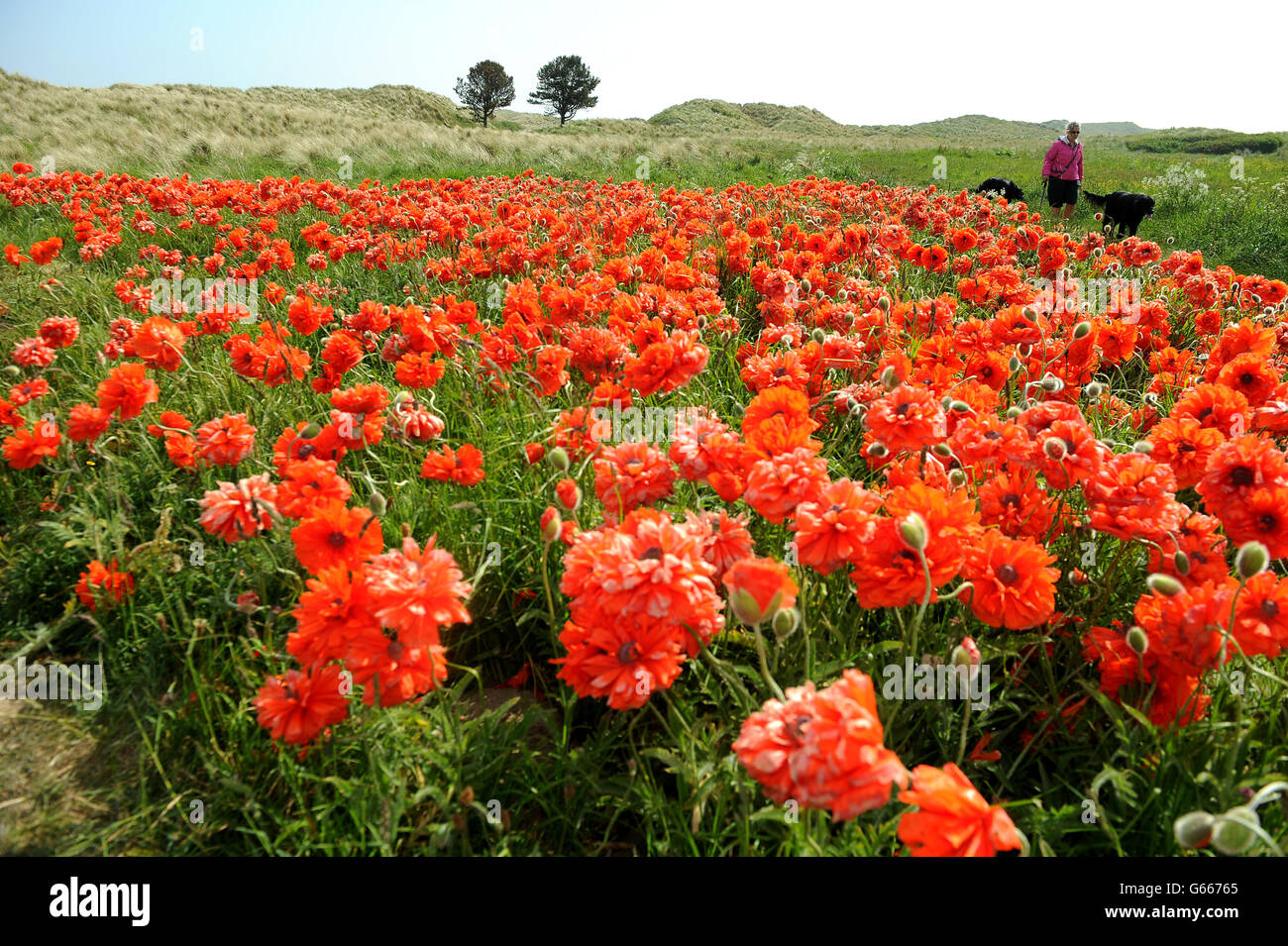 Summer weather June 11 Stock Photo Alamy