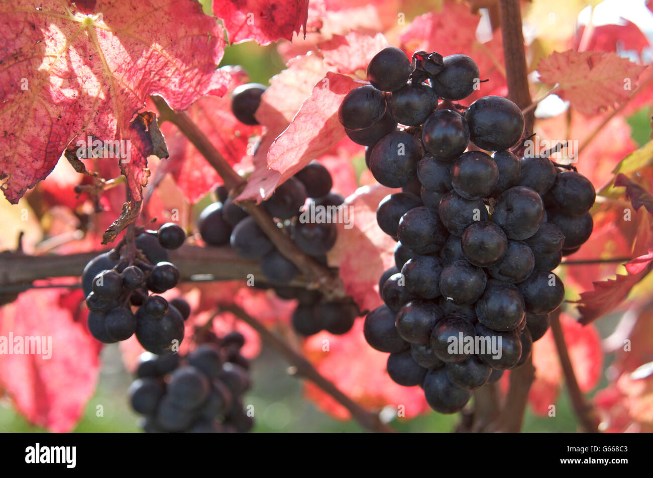 Red grapes (Vitis vinifera) Stock Photo