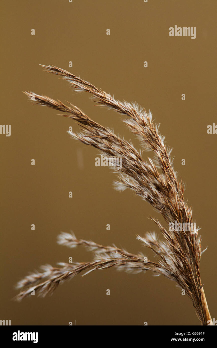 Seed head of a Common reed (Phragmites), Westhay Moor Nature Reserve, Somerset, England, United Kingdom, Europe Stock Photo