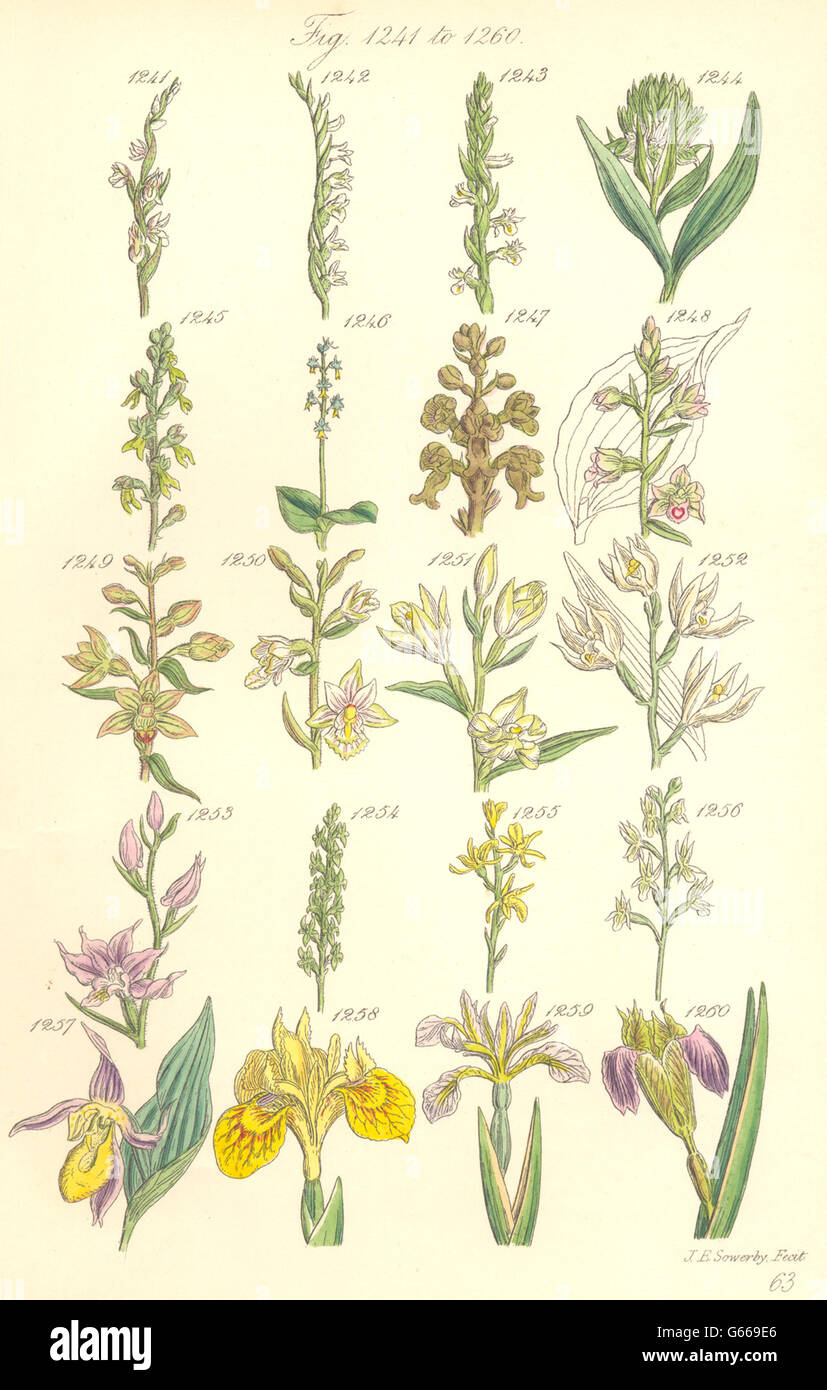 WILD FLOWERS: Lady's Tresses Slipper Tway-blade Helleborine Iris. SOWERBY, 1890 Stock Photo