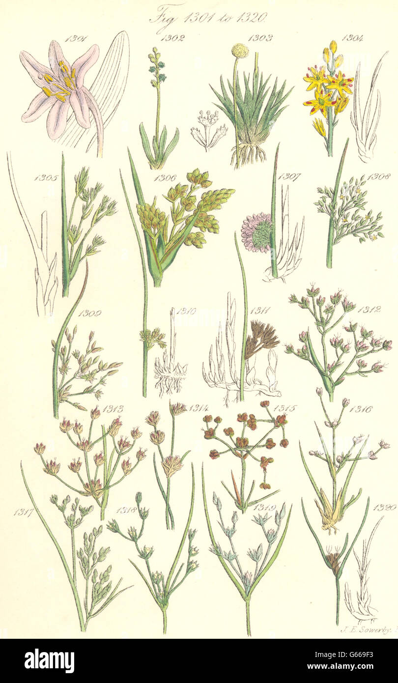 WILD FLOWERS: Saffron Asphodel Pipewort Rush. SOWERBY, antique print 1890 Stock Photo