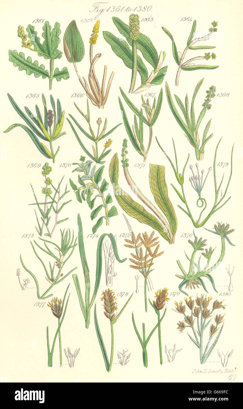 WILD FLOWERS: Pond-weed Grass-wrack Cyperus Bog-rush Twig-rush. SOWERBY, 1890 Stock Photo