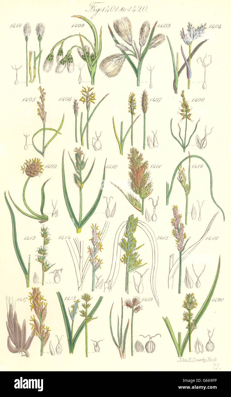 WILD FLOWERS:Cotton-grass.Prickly Flea Curved Sea Brown Marsh Sedge.SOWERBY 1890 Stock Photo