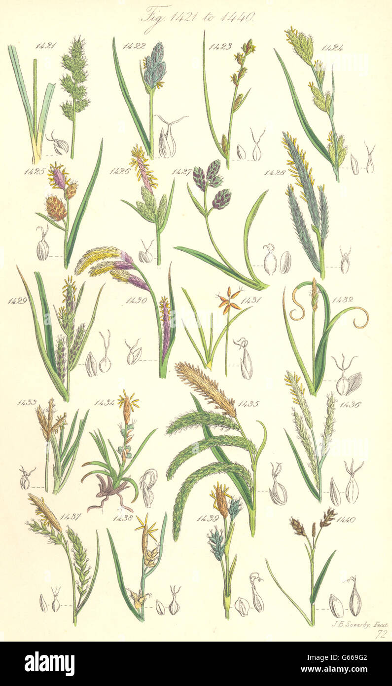 SEDGE FLOWERS:Oval Russet Rigid Rock Fingered Silvery Starved Dwarf.SOWERBY 1890 Stock Photo