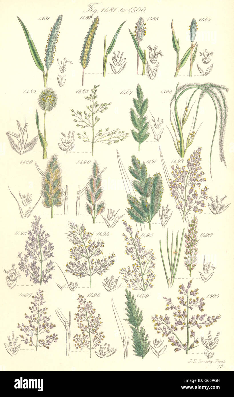 WILD GRASS FLOWERS: Millet Nit Beard Wood Close Bent Fiorin Whorl. SOWERBY, 1890 Stock Photo