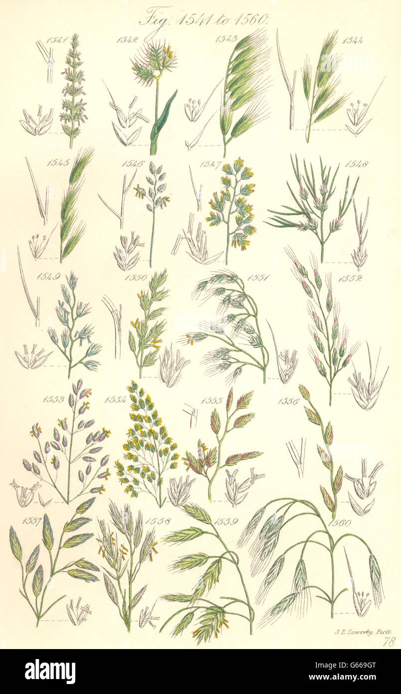 WILD GRASS FLOWERS: Dog's-tail grass Fescue grass Brome-grass. SOWERBY, 1890 Stock Photo