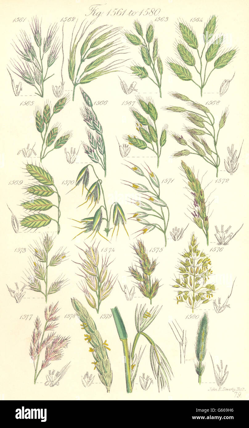 WILD FLOWERS: Brome-grass Oat Bristle-Lyme Regis-Wood Barley. SOWERBY, 1890 Stock Photo