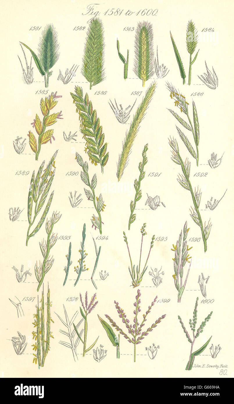 WILD GRASS FLOWERS: Couch Dog Brome Rye Hard Finger Wheat-Barley. SOWERBY, 1890 Stock Photo
