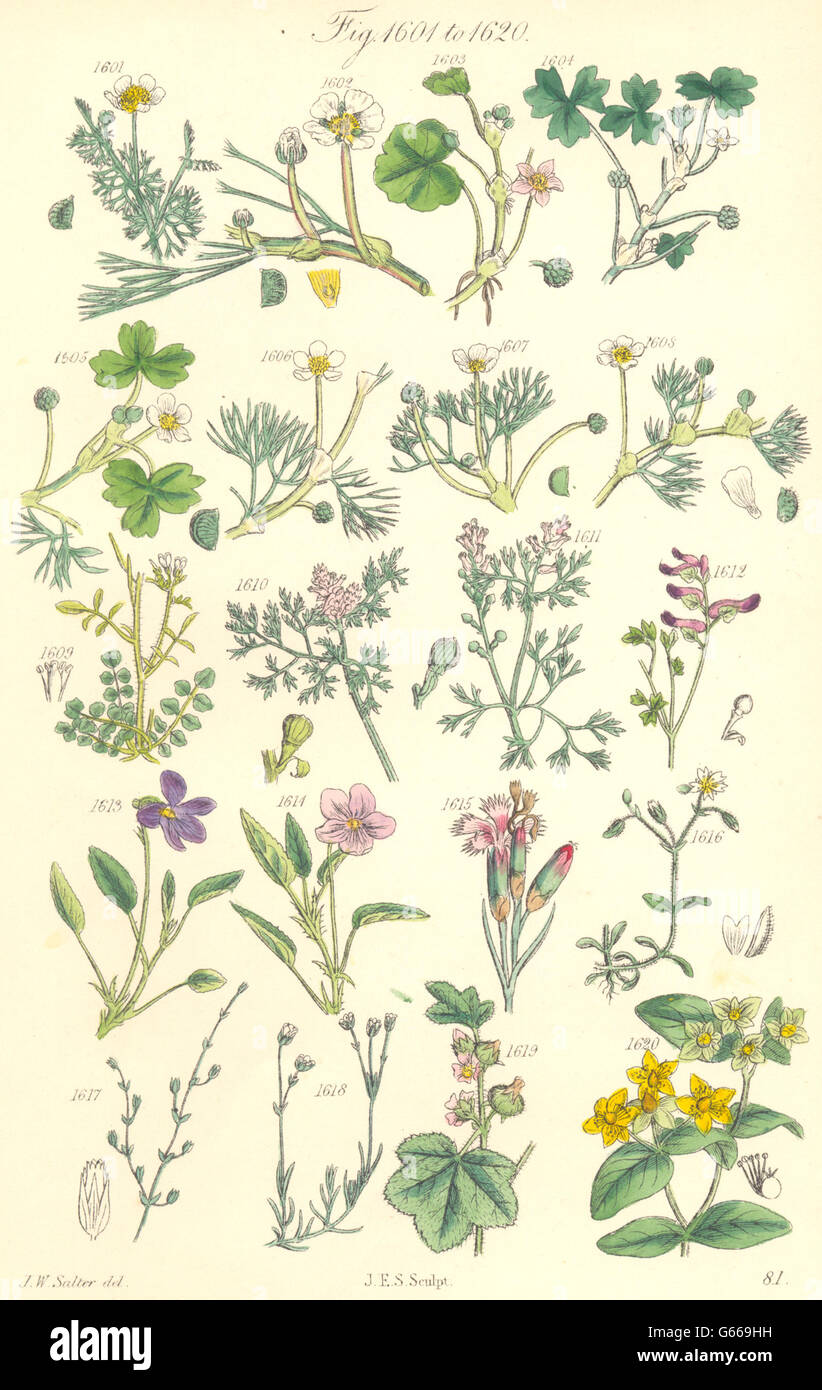 WILD FLOWERS:Crowfoot Fennel Bitter-Cress Sand-Wort St.John Tutsan.SOWERBY, 1890 Stock Photo