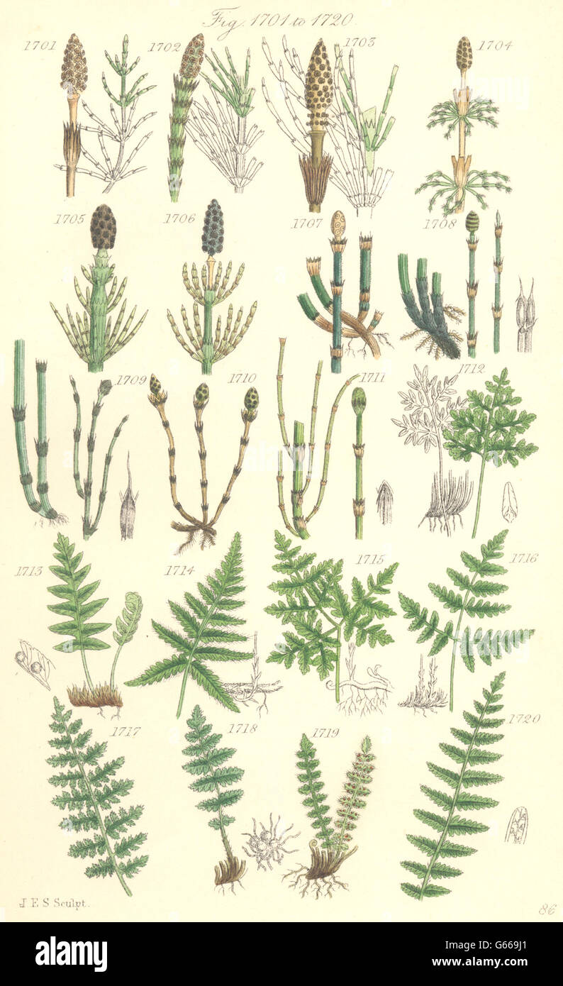 WILD FLOWERS: Horse-tail; Equisetum; Polypody; Woodsia; Marsh Fern. SOWERBY 1890 Stock Photo