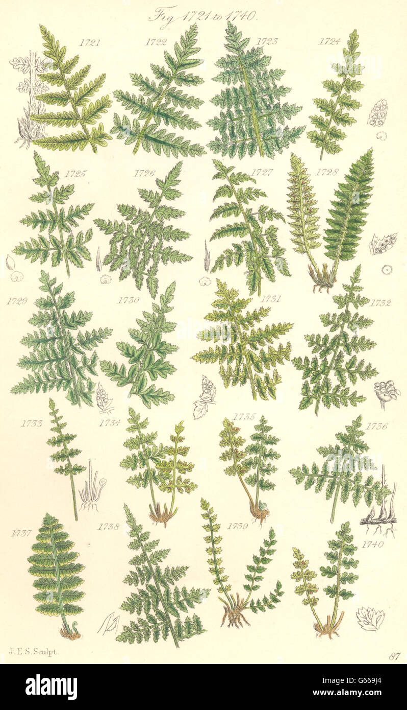 FERNS: Sweet Mountain Crested Prickly-toothed Shield Bladder Lady. SOWERBY, 1890 Stock Photo