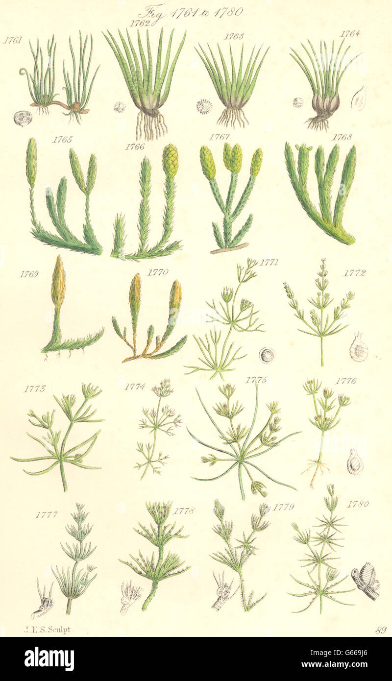 WILD FLOWERS: Pillwort Quillwort Club-moss Nitella Chara. SOWERBY, print 1890 Stock Photo