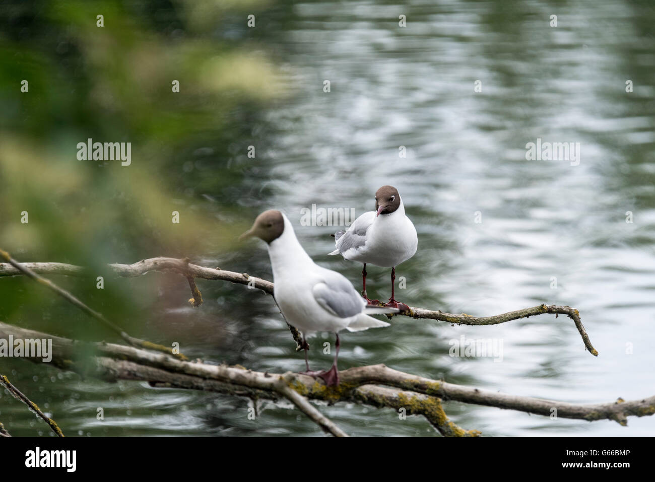 Two perched Black Headed Gulls Stock Photo