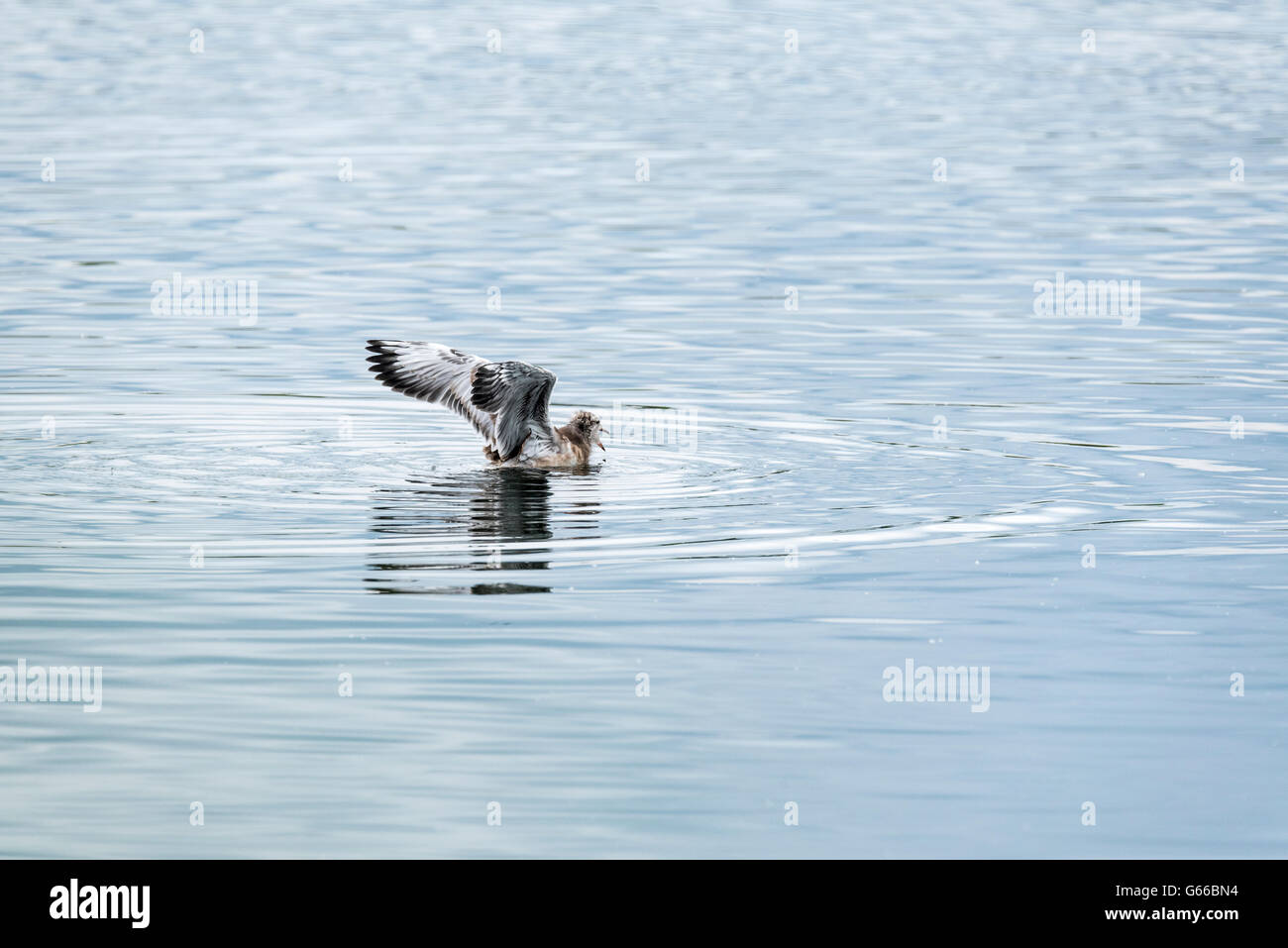 A swimming Black Headed Gull chick about to start wing flapping Stock Photo