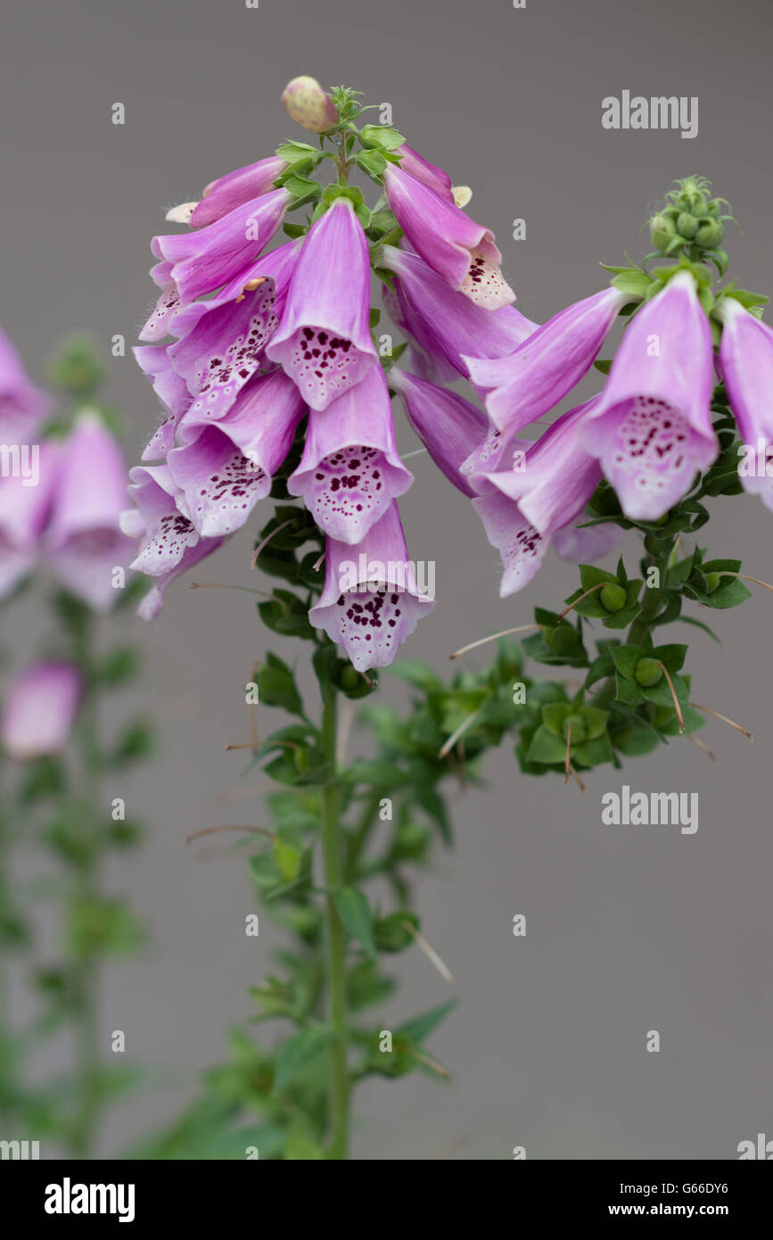 An Image of A Campanula in summer Stock Photo